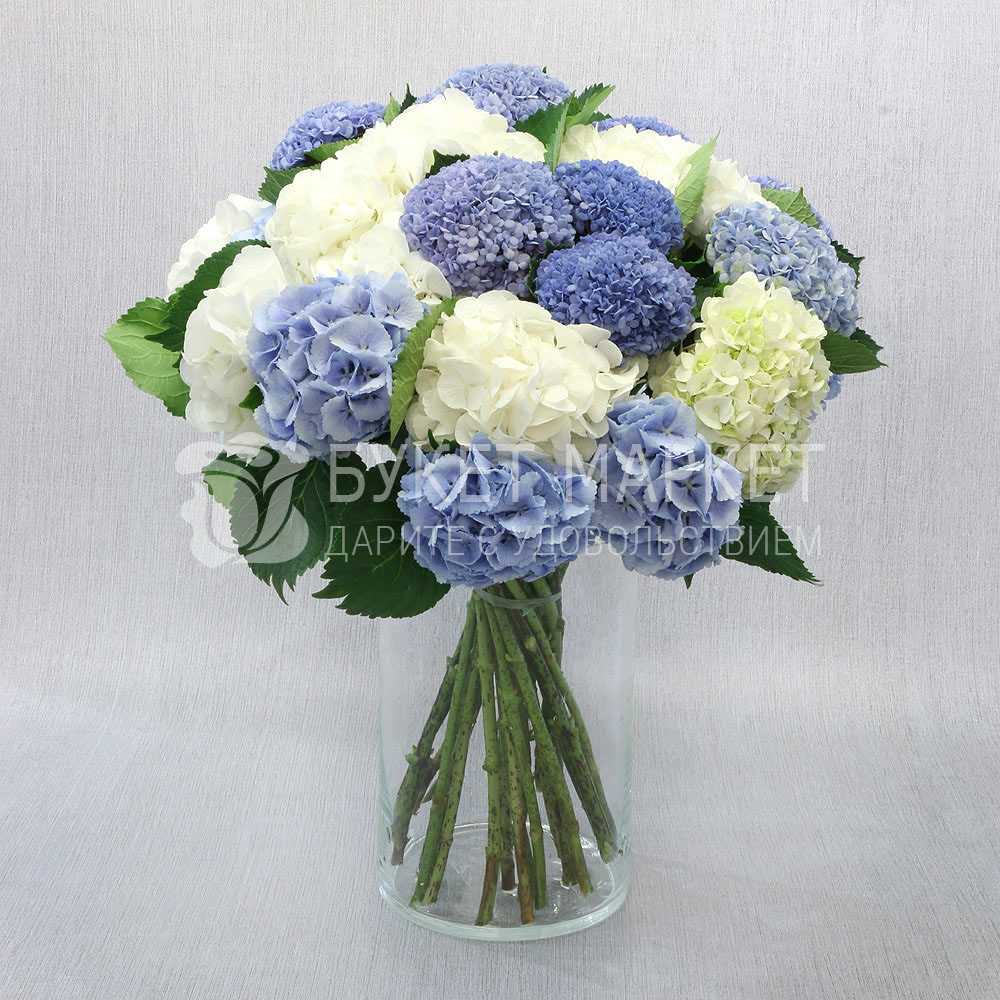 Букет из 25 белых и голубых гортензий Букет Маркет Монобукеты C0060
Букет из 25 белых и голубых гортензий Букет Маркет Монобукеты C0060
