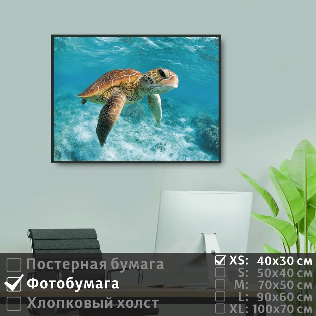Постер на фотобумаге ПолиЦентр Черепаха под водой в океане 40х30 см, ЧерепахаПодВодойВОкеане
Постер на фотобумаге ПолиЦентр Черепаха под водой в океане 40х30 см, ЧерепахаПодВодойВОкеане