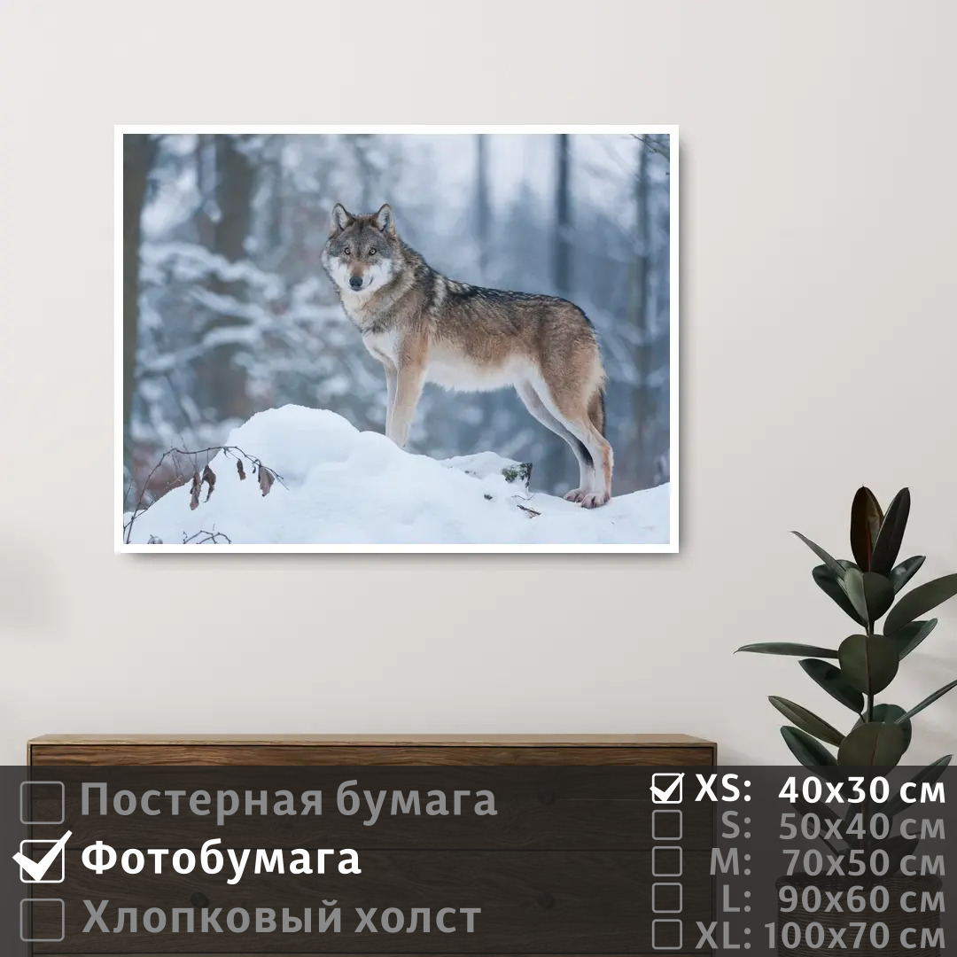 Постер на фотобумаге ПолиЦентр Волк стоит на сугробе в зимнем лесу 40х30 см, ВолкСтоитНаСугробеВЗимнемЛесу
Постер на фотобумаге ПолиЦентр Волк стоит на сугробе в зимнем лесу 40х30 см, ВолкСтоитНаСугробеВЗимнемЛесу