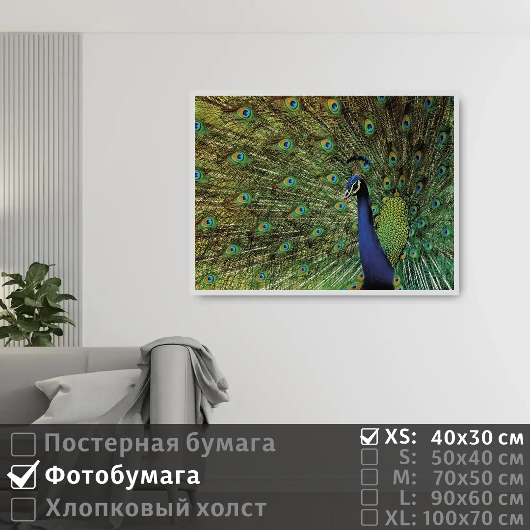 Постер на фотобумаге ПолиЦентр Павлин с распущенным хвостом 40х30 см, ПавлинСРаспущеннымХвостом
Постер на фотобумаге ПолиЦентр Павлин с распущенным хвостом 40х30 см, ПавлинСРаспущеннымХвостом