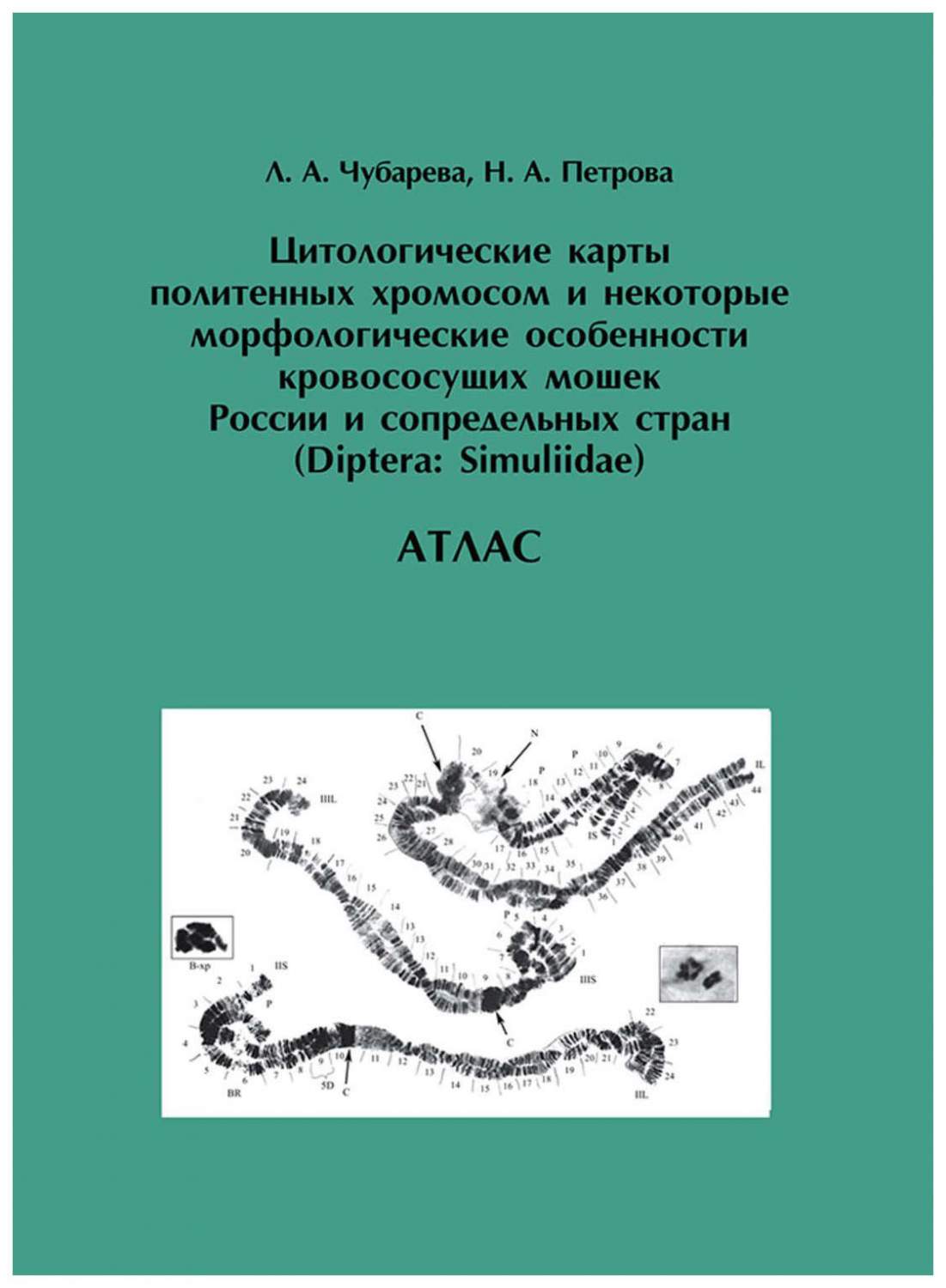 Цитологические карты политенных хромосом и некоторые морфологические  особенности ... – купить в Москве, цены в интернет-магазинах на Мегамаркет