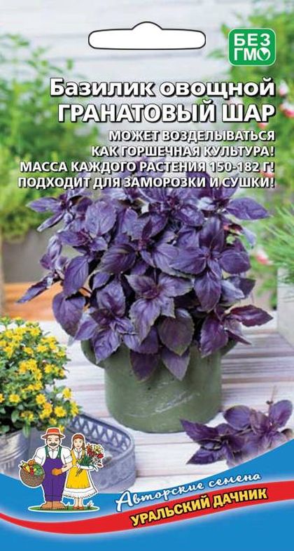 Базилик шар. Базилик пурпл болл. Базилик шаром. Базилик шар. Шар цветок фиолетовый.