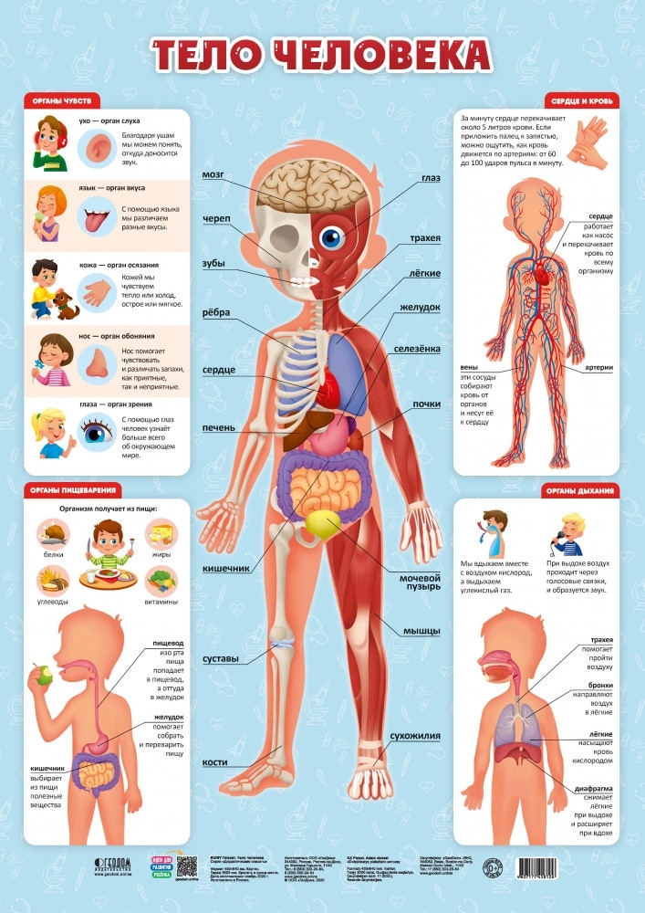 Тело человека. Детская энциклопедия в картинках