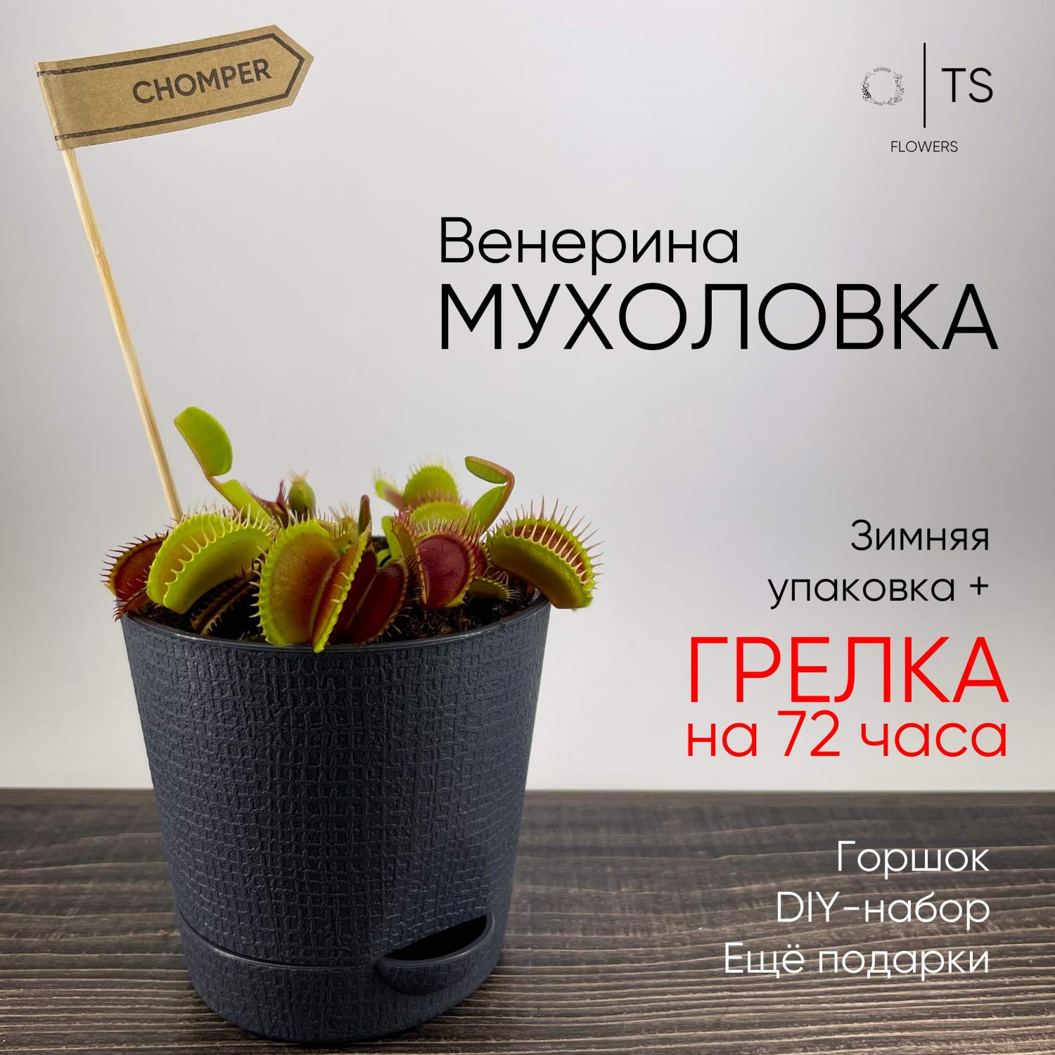 Венерина Мухоловка TS-Flowers серый горшок 10 см – купить в Москве, цены в  интернет-магазинах на Мегамаркет