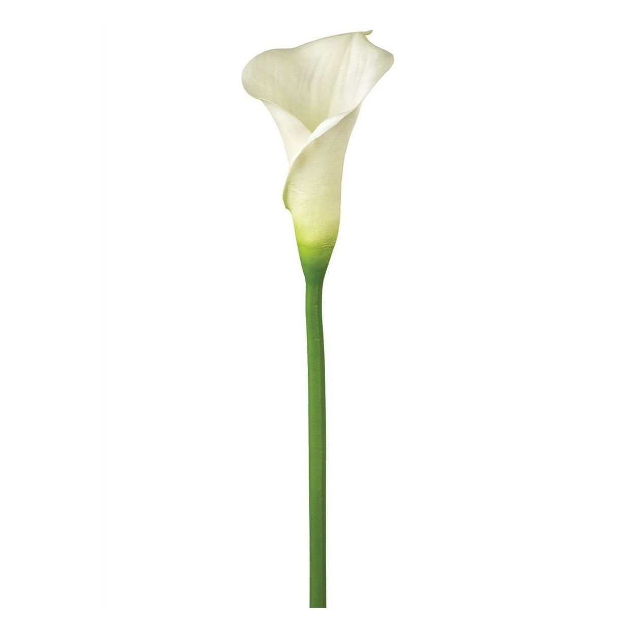 Длинные каллы. Цветы - белокрыльник (White Calla Lily). Калла Кристал Блаш. Калла Аваланж.