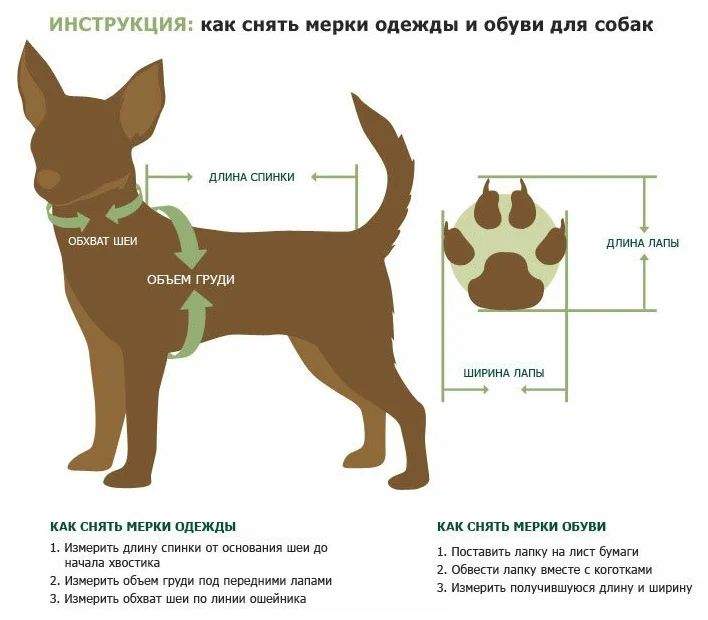 Для чего собаке нужен вязаный свитер?