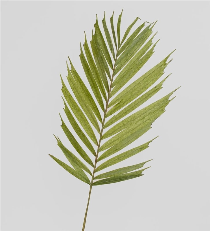 Бабановый лист красный. Искусственные банановые листья. Большие искусственные банановые листья. Tr лист. Лист веерной пальмы купить.