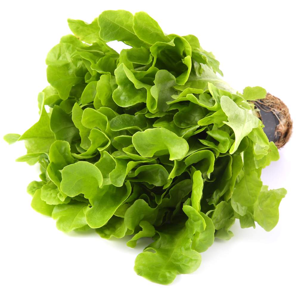 Купить салат Московский эксклюзив дуболистный зеленый в горшке 0,17 кг,  цены на Мегамаркет | Артикул: 100026674308