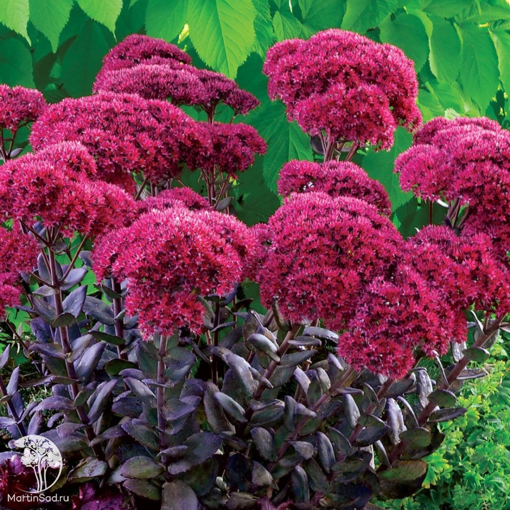 Высокий дельфиниум в саду