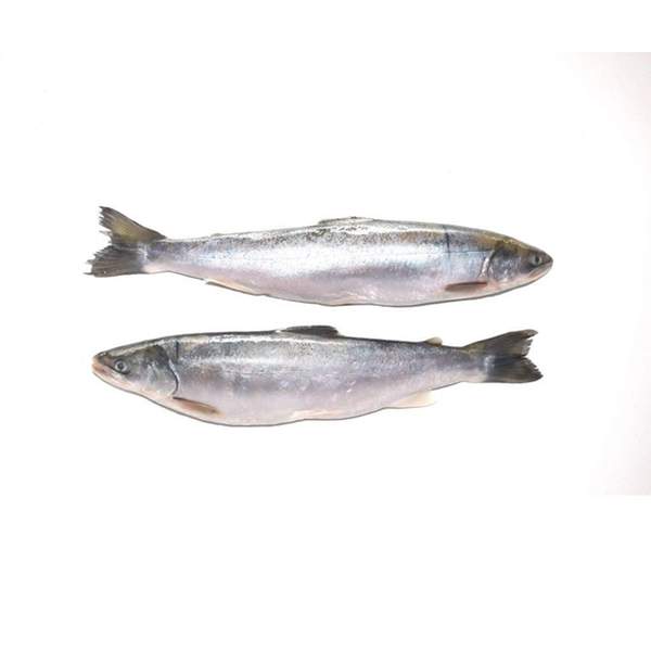 Голец Рыба Цена