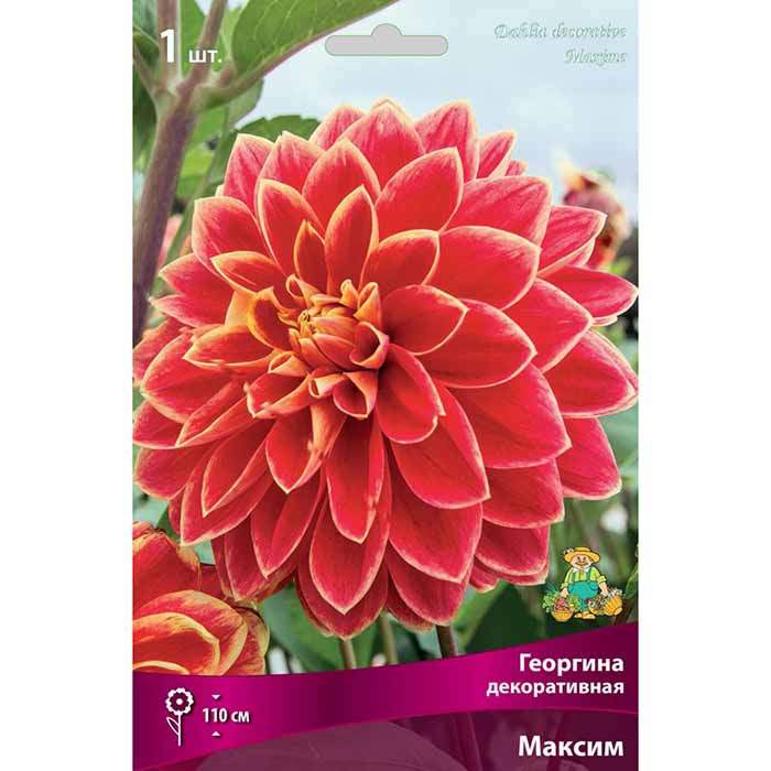 Dahlia 'Maxime' Flower farm, Growing dahlias, Flowers