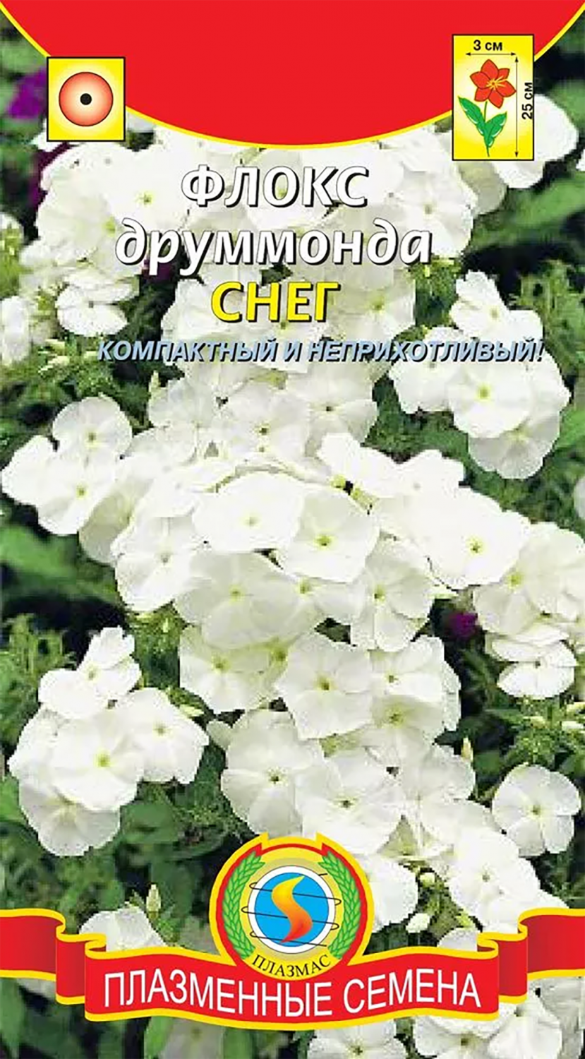 Флоксы Однолетние Купить Семена