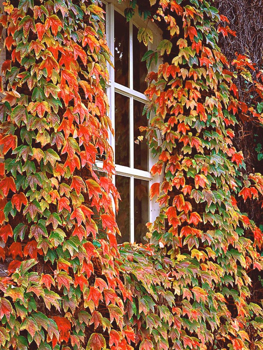 Хмель вьюн. Плющ грин рипл. Плющ девичий виноград. Дисхидия рускусолистная. Крымский плющ вечнозеленый.