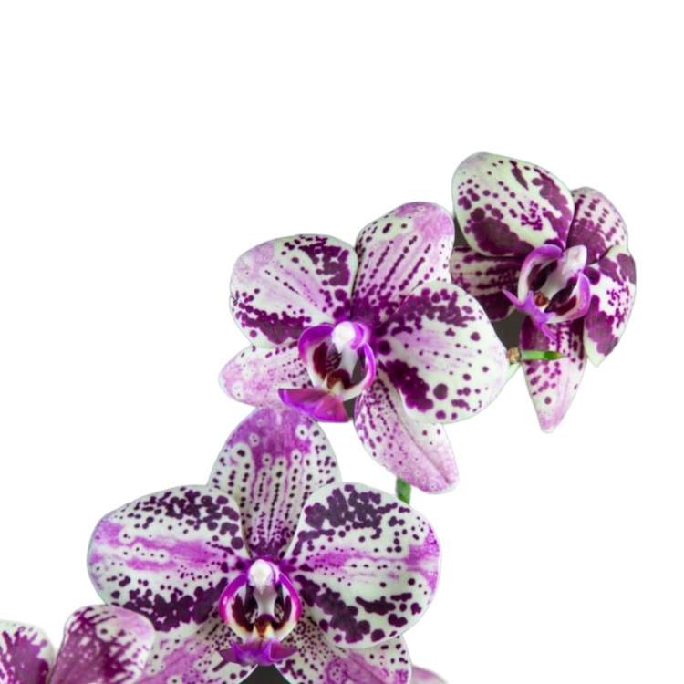 Орхидея Phalaenopsis Frontera