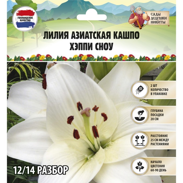 Купить Азиатские Лилии В Интернет Магазине