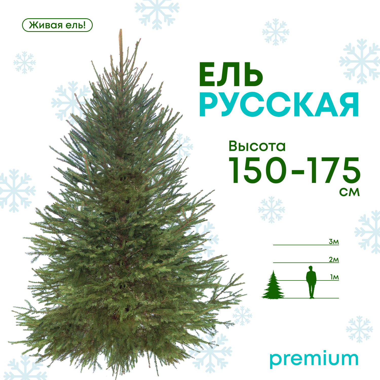 Ель Русская живая Премиум 150-175 см – купить в Москве, цены в  интернет-магазинах на Мегамаркет