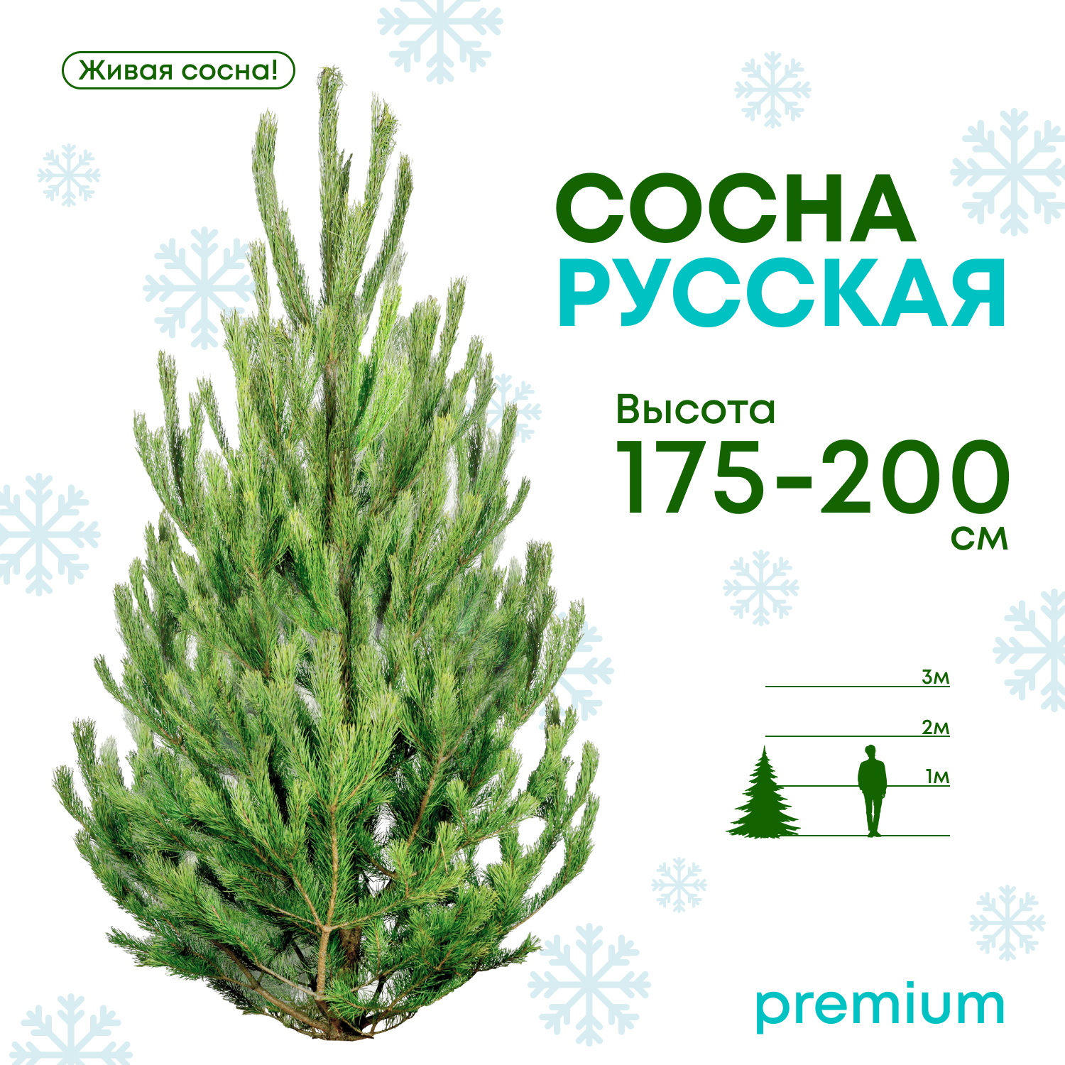 Сосна Русская живая Премиум 175-200 см – купить в Москве, цены в  интернет-магазинах на Мегамаркет