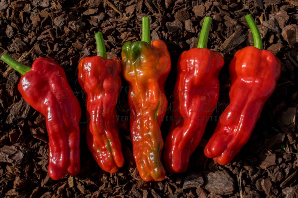 Какие самые лучшие перцы. Семена перец сладкий фишт ф1. Сорт ласточка болгарский перец. Какие самые лучшие перцы. Какие самые лучшие перцы.