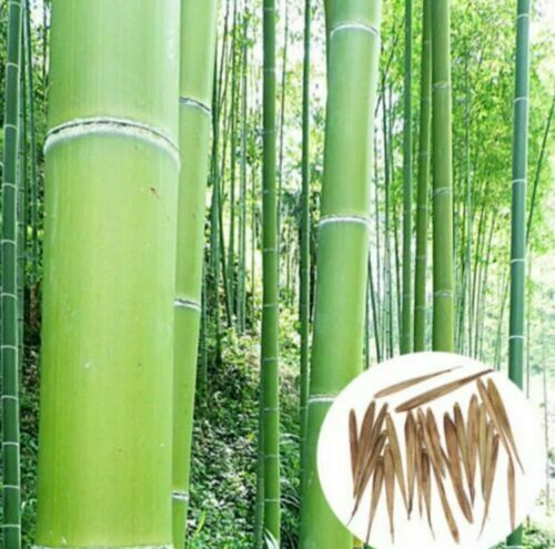 Забор-секция из бамбука, без окантовки, 2х1,2м
