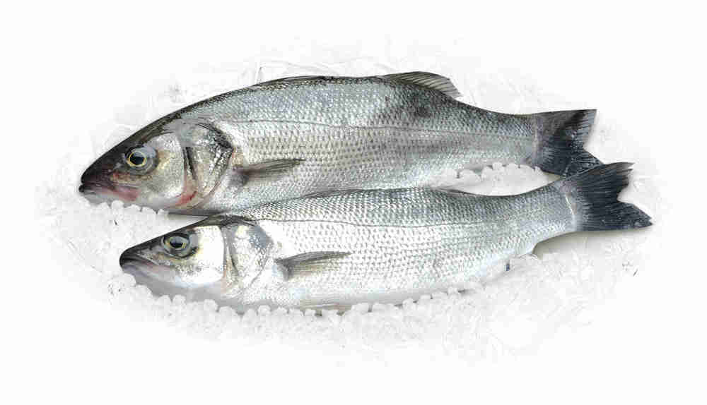 Сибас Рыба Цена