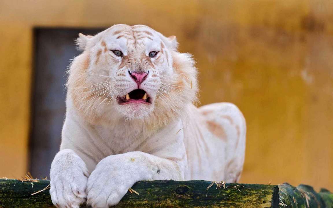 Лев альбинос (58 фото)