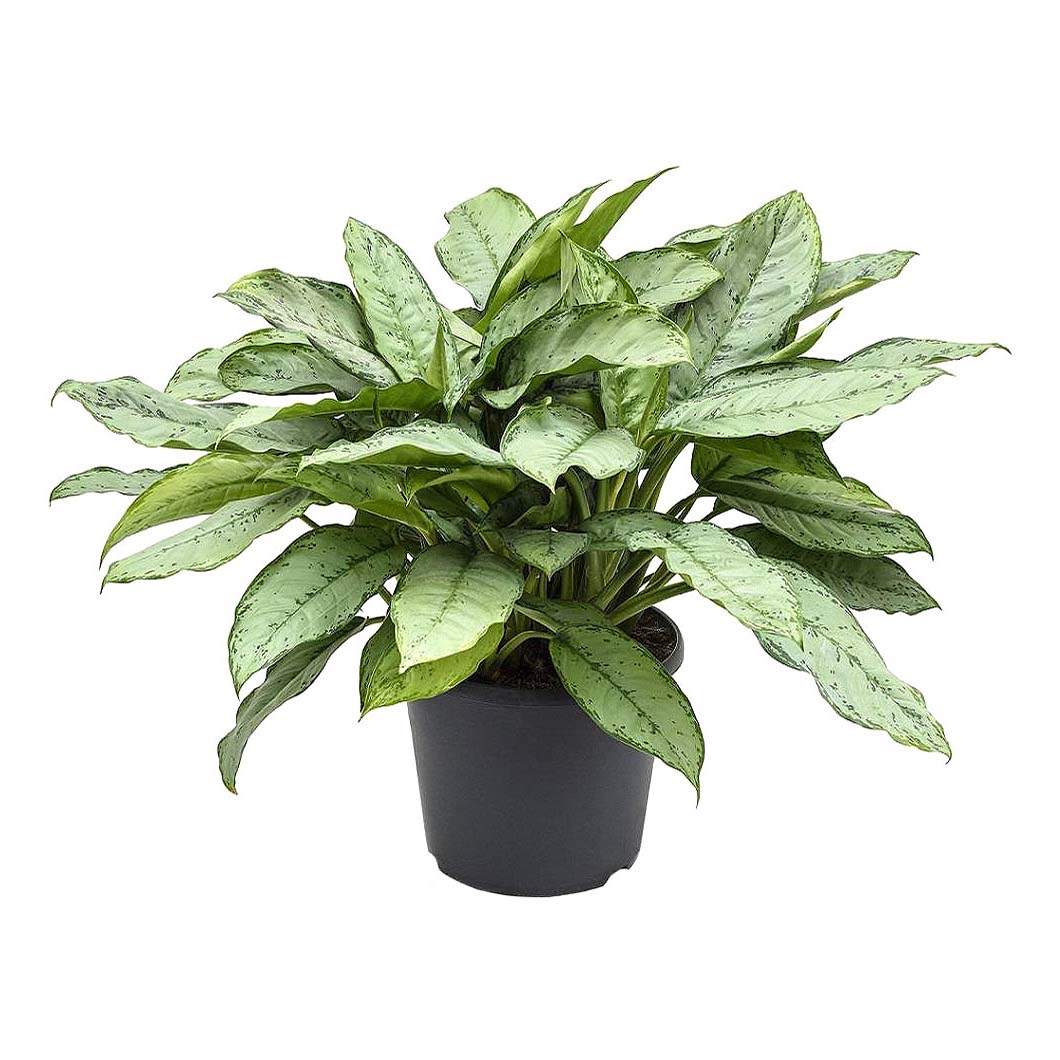 Аглаонема Orangery aglaonema b.j.freedman d 17 см h 70 см - купить в  Москве, цены на Мегамаркет | 100043630792