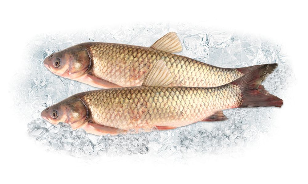 Белый амур рыба польза. Белый Амур охлажденный. Живая рыба белый Амур. Магазин белый Амур в Орле. Белый Амур 10 кг