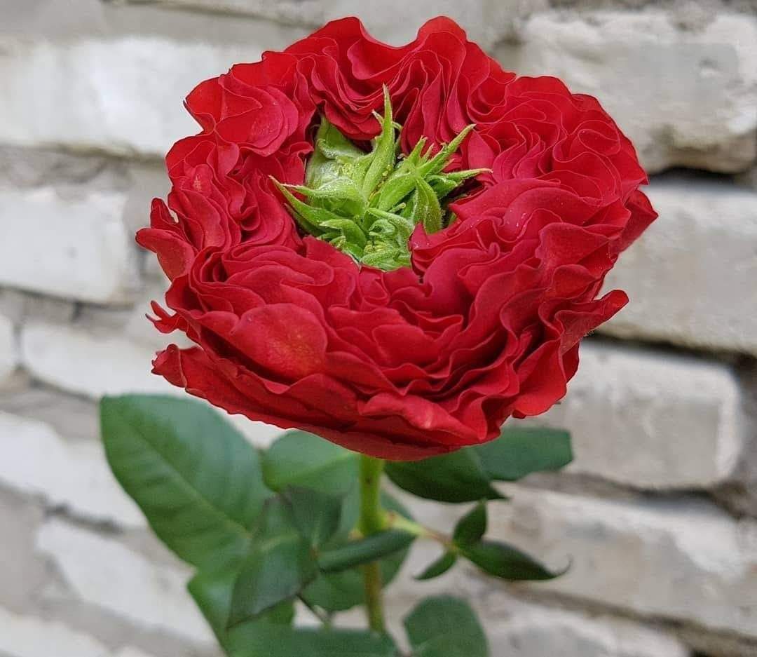 Характеристики розы Ред Игл