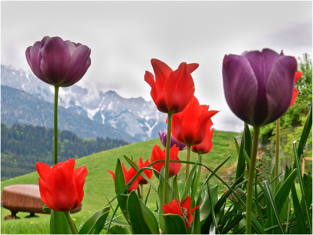 Сен менің қызғалдағым. Сен менің қызғалдағым. Тюльпан джузеппе верди. Тюльпан шренка в оренбургской. Сен менің қызғалдағым.