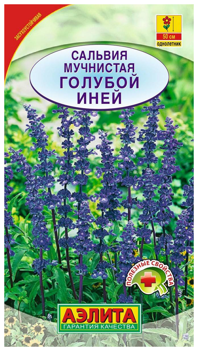 Сальвия Синяя Фото