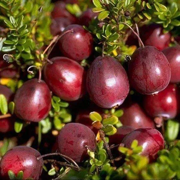 Клюква Садовая Крупноплодная Купить