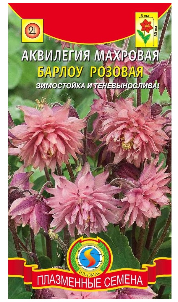 Аквилегия Купить