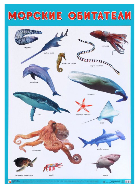 Морские животные (60 фото)