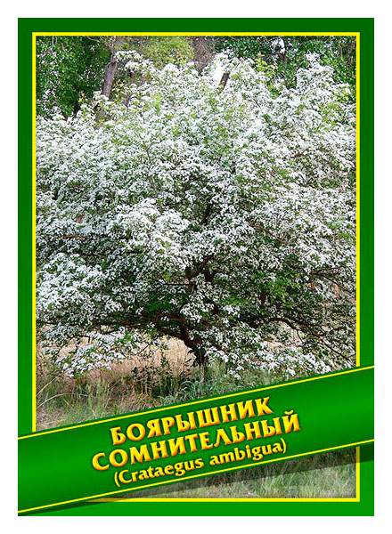 Семена Боярышник Купить В Титан Строй Белгород