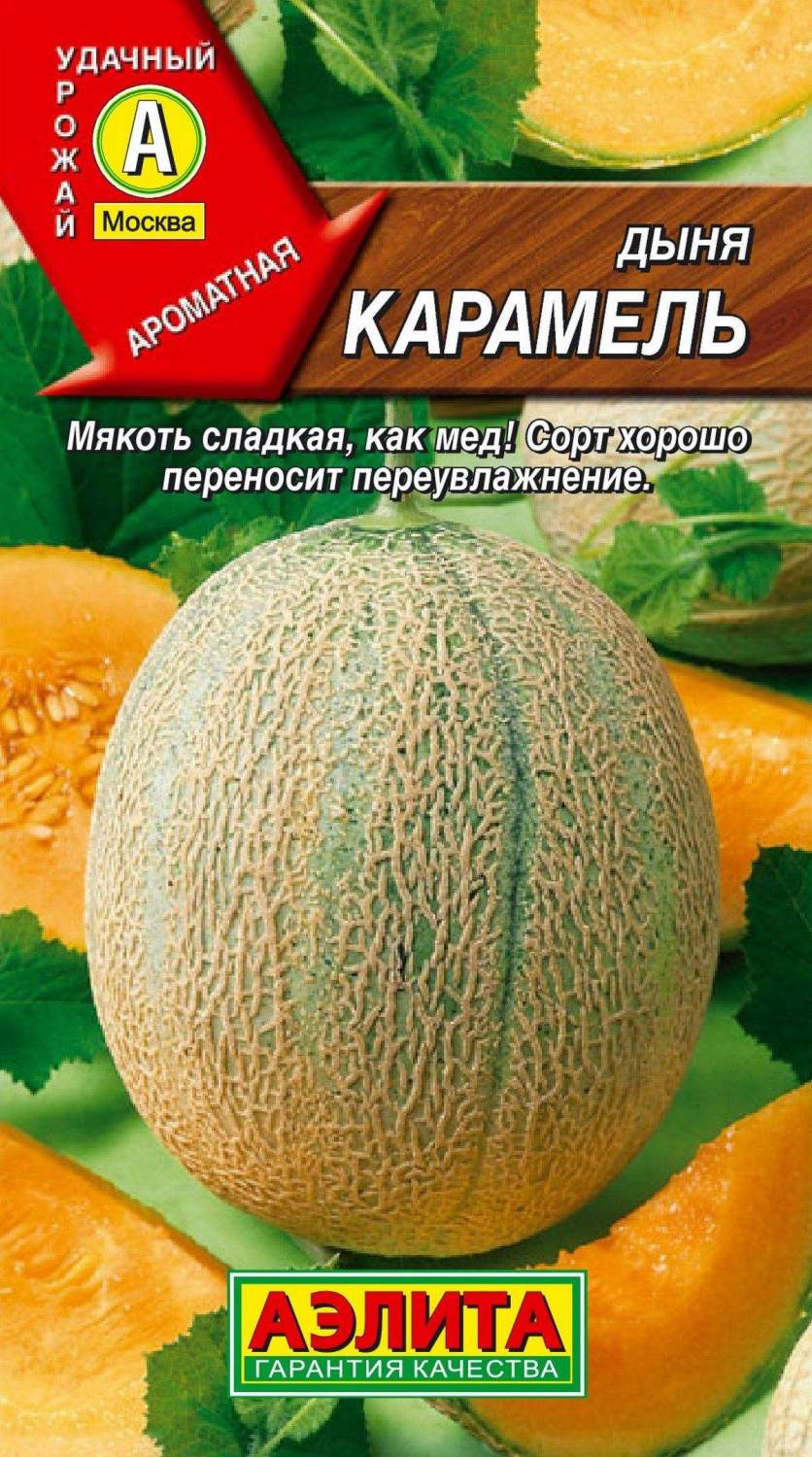 Дыня Карамель: характеристики, посадка, выращивание, отзывы
