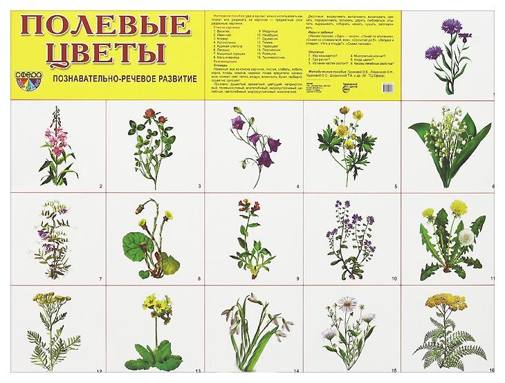 Цветы таблица с названиями и описанием