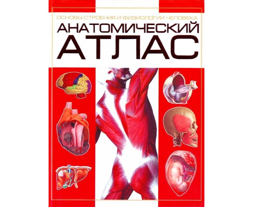 Медицинский атлас по анатомии человека в картинках