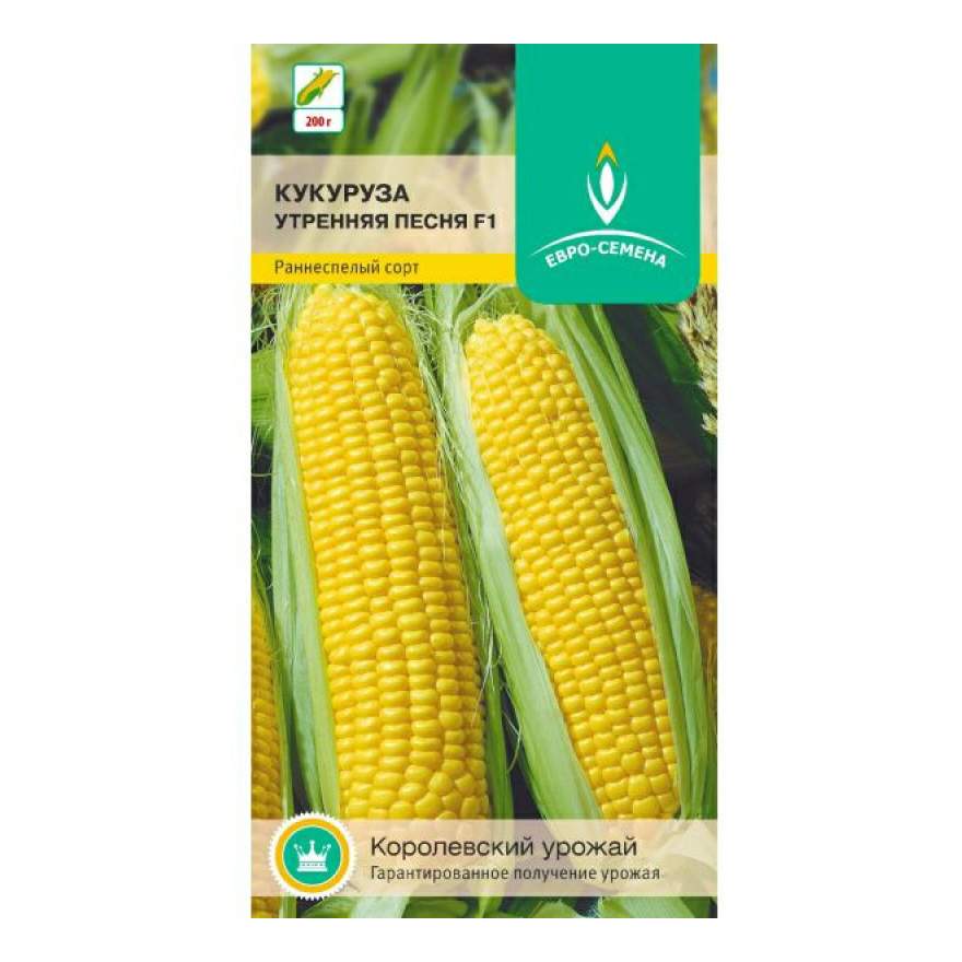 Кукуруза утренняя песня 5г. Кукурузного утра. Кукуруза сахарная утренняя песня f1. Кукуруза утренняя песня 5г. Кукуруза утренняя песня.