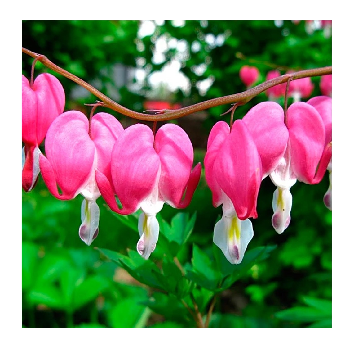 Комнатные цветы с названиями. Цветы которые заканчиваются на на. Цветы которые заканчиваются на на. Сиреневые цветы. Комнатные цветы с названиями.