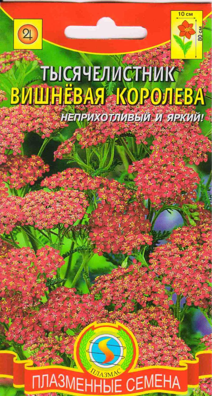 Семена ахиллея Плазмас Вишневая королева 58246 1 уп. – купить в Москве,  цены в интернет-магазинах на Мегамаркет