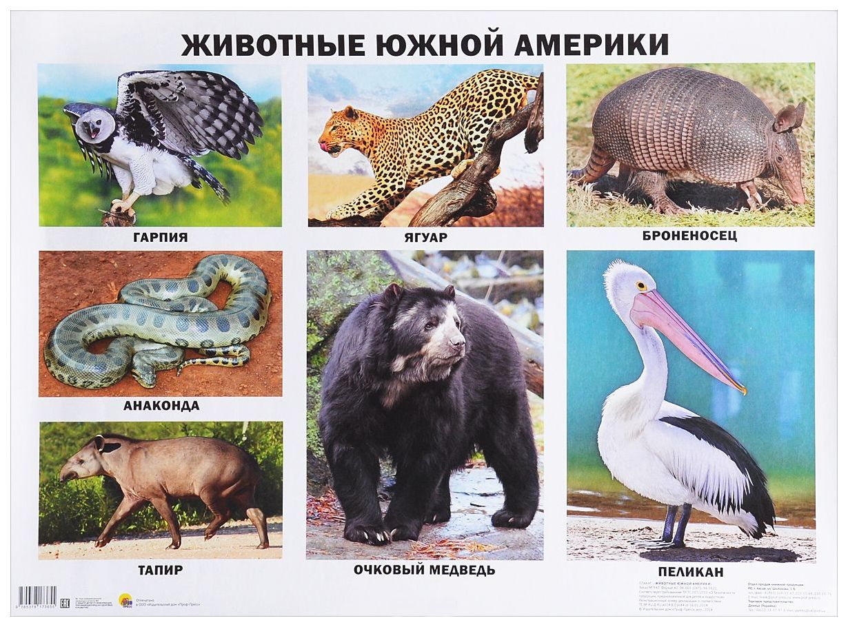 Какое животное есть на и. Животныеюжноц Америки. Животные Южной Америки список. Животные Южной Америки для детей. Живо тныеюжнойамерикки.