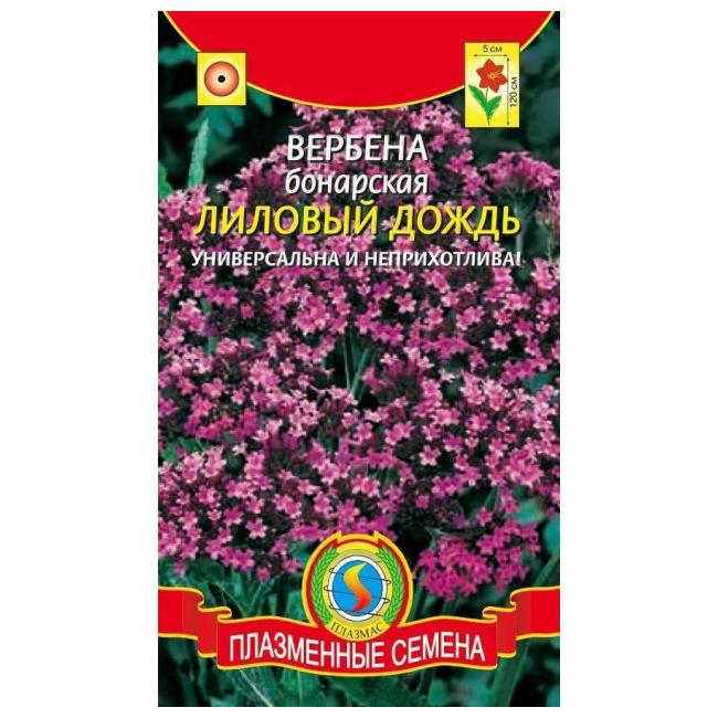 Вербена: выращивание из семян в домашних условиях