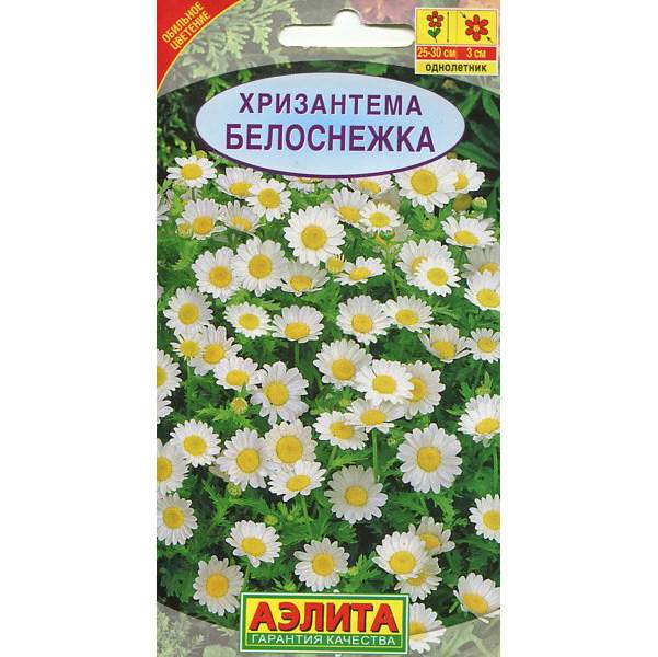 Хризантема Белоснежка: описание сорта, характеристики, посадка и выращивание, отзывы