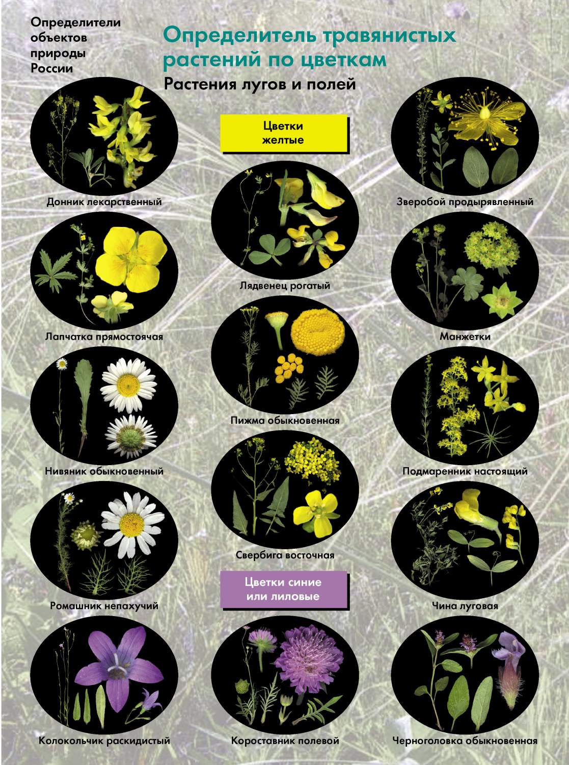 Программа определитель растений по фотографии