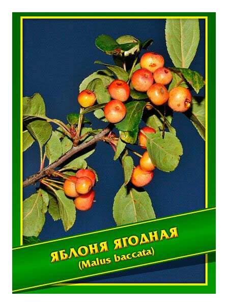 Яблоня Ягодная Фото