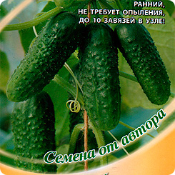 Огурец Изумрудные сережки: описание, характеристики, посадка, выращивание, отзывы