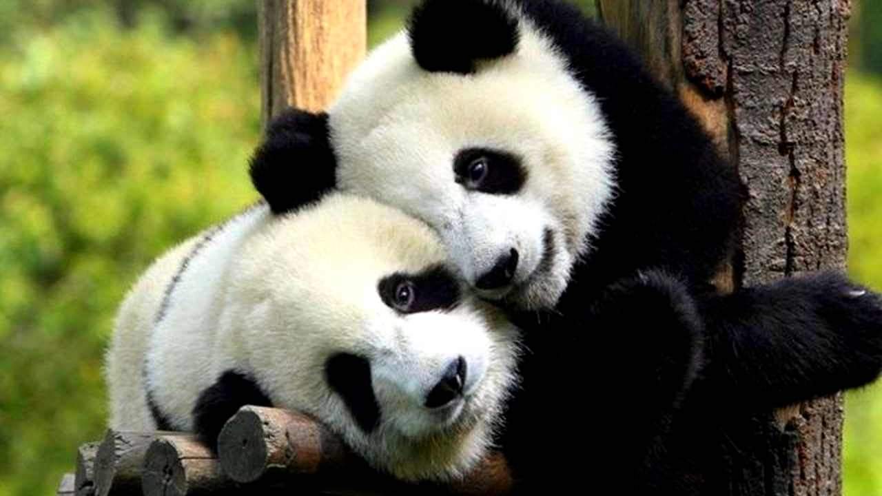 Pandas tuple. Pandas tuple