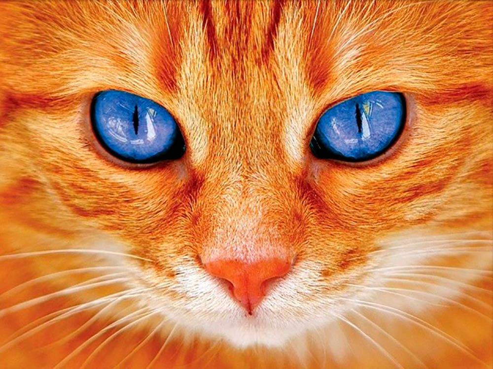 Рыжий кот сайт официальный