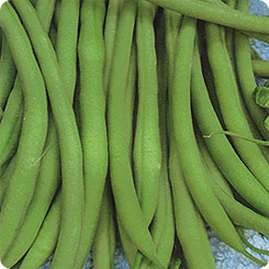 Семена Фасоль спаржевая Шеф-повар, 8 г, Русский огород - купить в Москве,цены на Мегамаркет