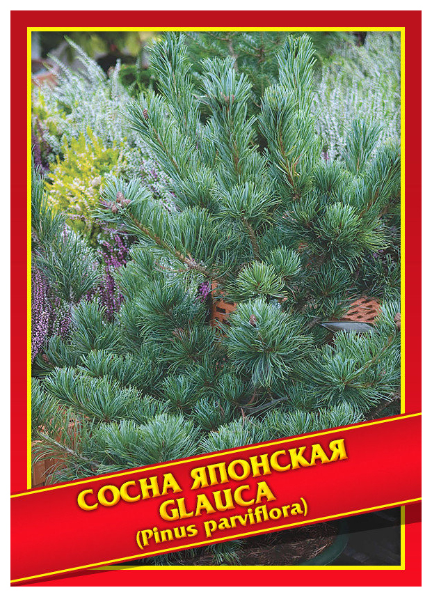 Купить Семена Японской Сосны